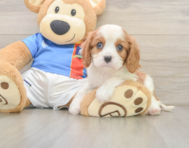 5 week old Cavalier King Charles Spaniel Puppy For Sale - Florida Fur Babies