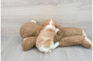 Playful Cavalier King Charles Spaniel Baby