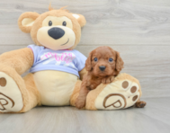 6 week old Cavalier King Charles Spaniel Puppy For Sale - Florida Fur Babies