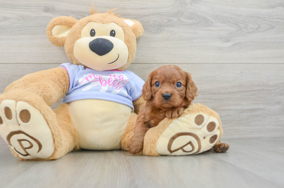 5 week old Cavalier King Charles Spaniel Puppy For Sale - Florida Fur Babies