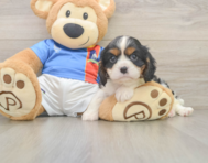 5 week old Cavalier King Charles Spaniel Puppy For Sale - Florida Fur Babies