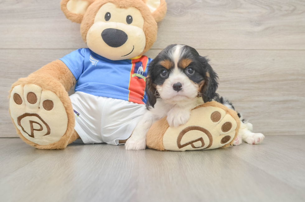 8 week old Cavalier King Charles Spaniel Puppy For Sale - Florida Fur Babies
