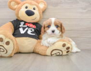 5 week old Cavalier King Charles Spaniel Puppy For Sale - Florida Fur Babies