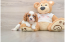 Popular Cavalier King Charles Spaniel Baby