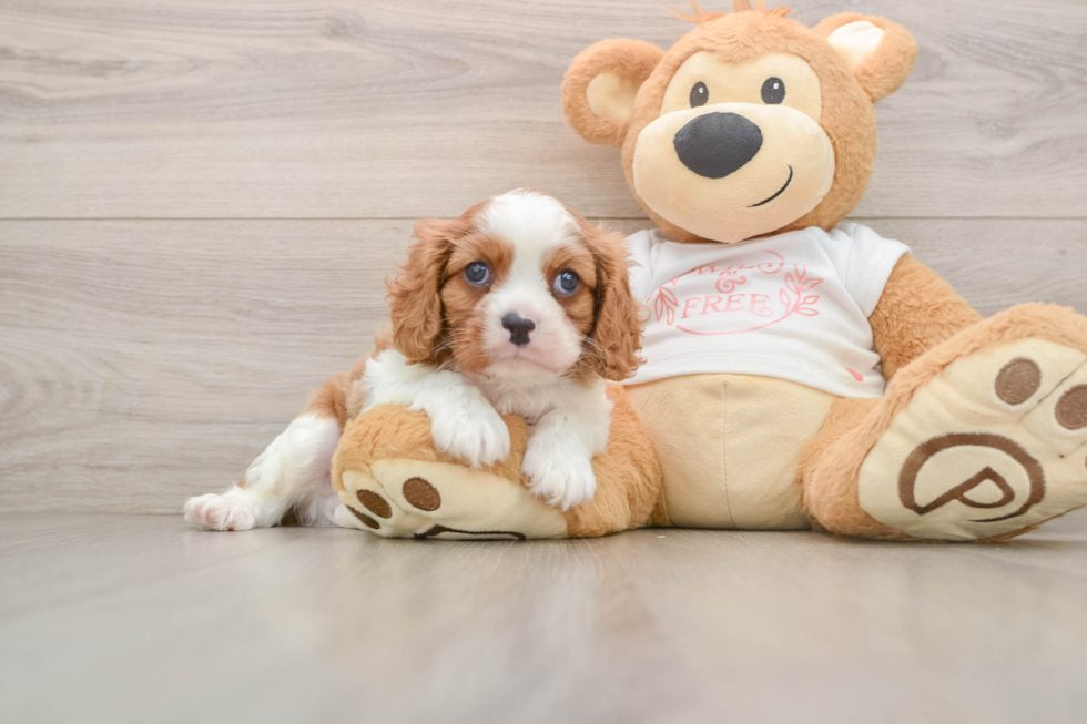 Popular Cavalier King Charles Spaniel Baby