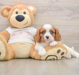 5 week old Cavalier King Charles Spaniel Puppy For Sale - Florida Fur Babies