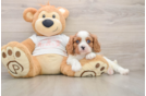 Akc Registered Cavalier King Charles Spaniel Purebred Pup