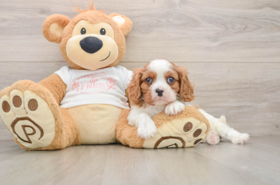Akc Registered Cavalier King Charles Spaniel Purebred Pup