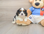 5 week old Cavalier King Charles Spaniel Puppy For Sale - Florida Fur Babies