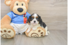 Popular Cavalier King Charles Spaniel Purebred Pup