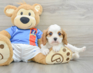 6 week old Cavalier King Charles Spaniel Puppy For Sale - Florida Fur Babies