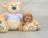 7 week old Cavalier King Charles Spaniel Puppy For Sale - Florida Fur Babies