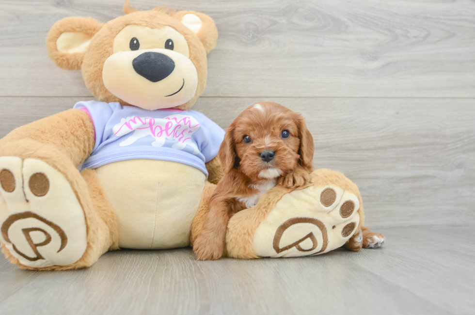 5 week old Cavalier King Charles Spaniel Puppy For Sale - Florida Fur Babies
