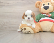 5 week old Cavalier King Charles Spaniel Puppy For Sale - Florida Fur Babies