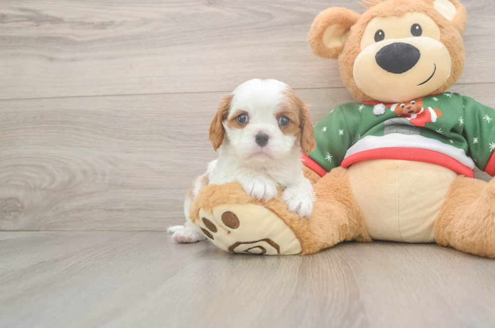 5 week old Cavalier King Charles Spaniel Puppy For Sale - Florida Fur Babies