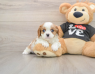 5 week old Cavalier King Charles Spaniel Puppy For Sale - Florida Fur Babies
