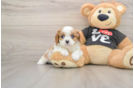 Small Cavalier King Charles Spaniel Purebred Pup
