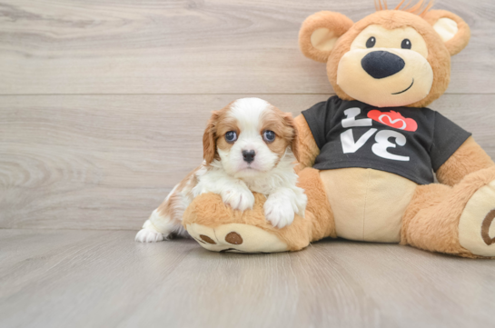 Small Cavalier King Charles Spaniel Purebred Pup