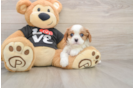 Sweet Cavalier Purebred Puppy