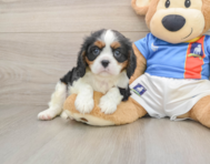 5 week old Cavalier King Charles Spaniel Puppy For Sale - Florida Fur Babies