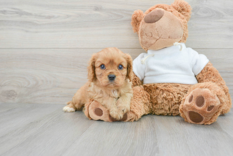 Petite Cavalier King Charles Spaniel Purebred Puppy