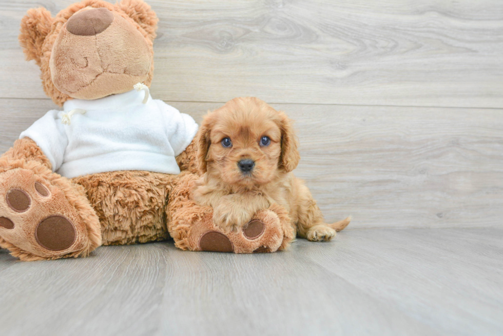 Popular Cavalier King Charles Spaniel Purebred Pup
