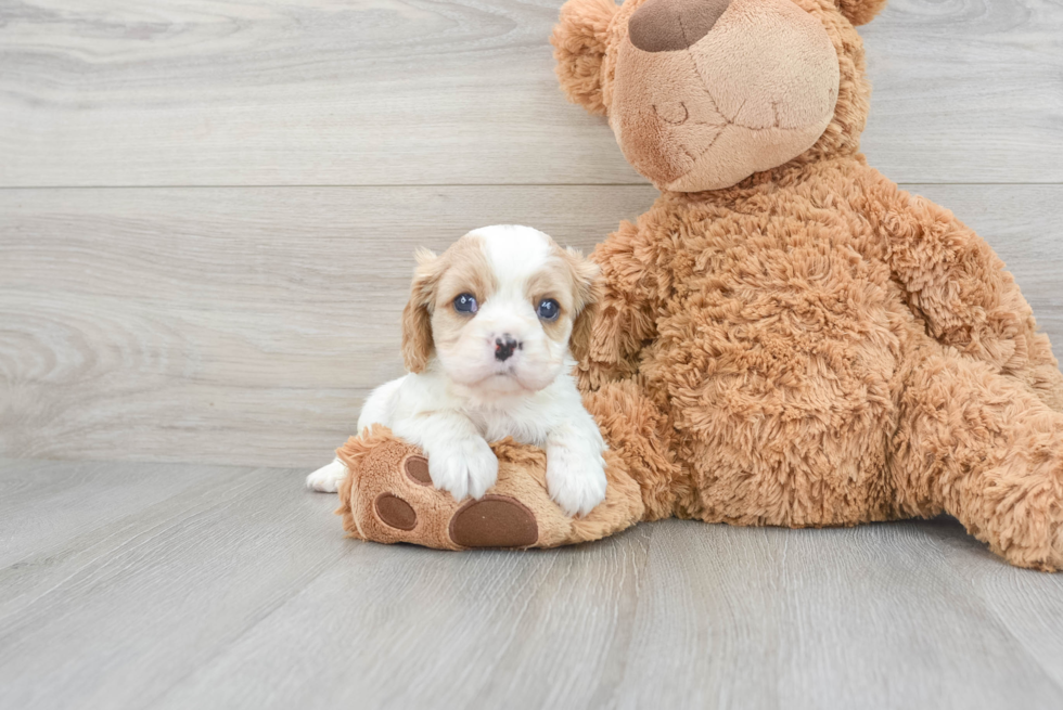 Cavalier King Charles Spaniel Adoption: Cavalier King Charles Spaniel  Puppies for Sale and Adoption 