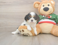 5 week old Cavalier King Charles Spaniel Puppy For Sale - Florida Fur Babies