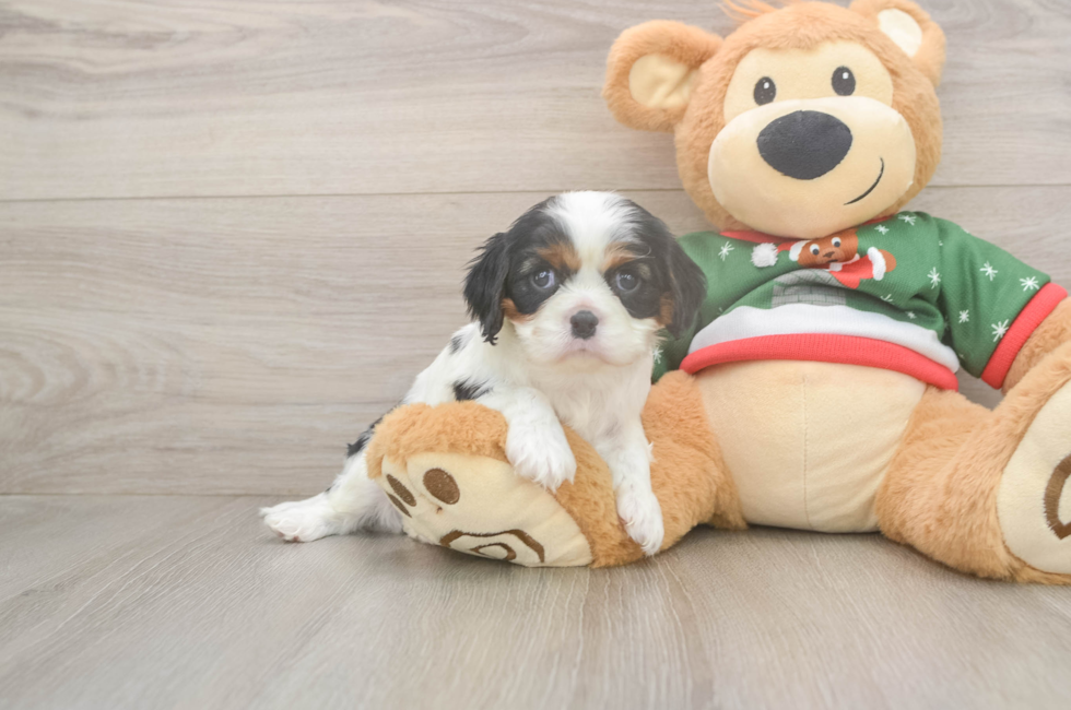 5 week old Cavalier King Charles Spaniel Puppy For Sale - Florida Fur Babies