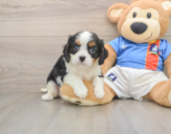 5 week old Cavalier King Charles Spaniel Puppy For Sale - Florida Fur Babies