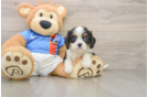 Small Cavalier King Charles Spaniel Baby
