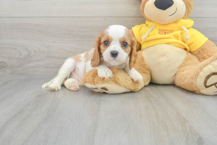 Cavalier King Charles Spaniel Pup Being Cute