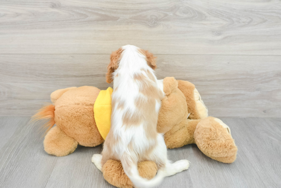 Adorable Cavalier King Charles Spaniel Purebred Puppy
