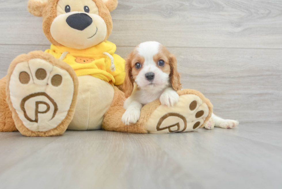 Adorable Cavalier King Charles Spaniel Purebred Puppy
