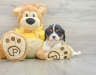 8 week old Cavalier King Charles Spaniel Puppy For Sale - Florida Fur Babies