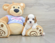 5 week old Cavalier King Charles Spaniel Puppy For Sale - Florida Fur Babies