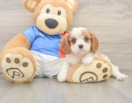 5 week old Cavalier King Charles Spaniel Puppy For Sale - Florida Fur Babies