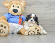 5 week old Cavalier King Charles Spaniel Puppy For Sale - Florida Fur Babies