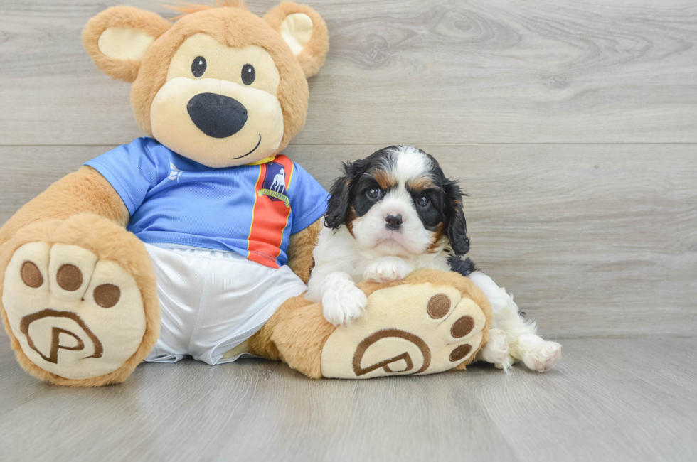 6 week old Cavalier King Charles Spaniel Puppy For Sale - Florida Fur Babies