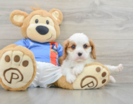 6 week old Cavalier King Charles Spaniel Puppy For Sale - Florida Fur Babies