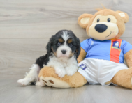 6 week old Cavalier King Charles Spaniel Puppy For Sale - Florida Fur Babies