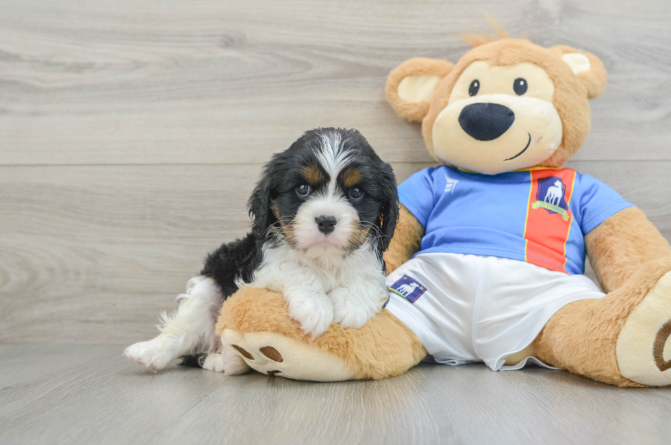 6 week old Cavalier King Charles Spaniel Puppy For Sale - Florida Fur Babies