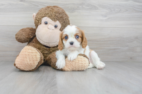 29 week old Cavalier King Charles Spaniel Puppy For Sale - Florida Fur Babies