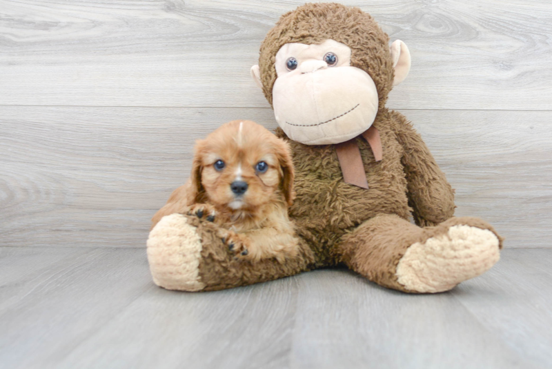 Meet Anita - our Cavalier King Charles Spaniel Puppy Photo 2/3 - Florida Fur Babies