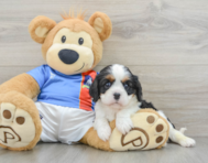8 week old Cavalier King Charles Spaniel Puppy For Sale - Florida Fur Babies