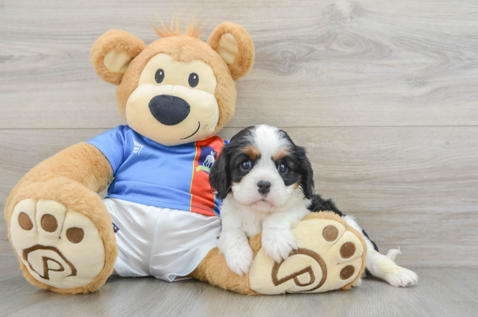 6 week old Cavalier King Charles Spaniel Puppy For Sale - Florida Fur Babies