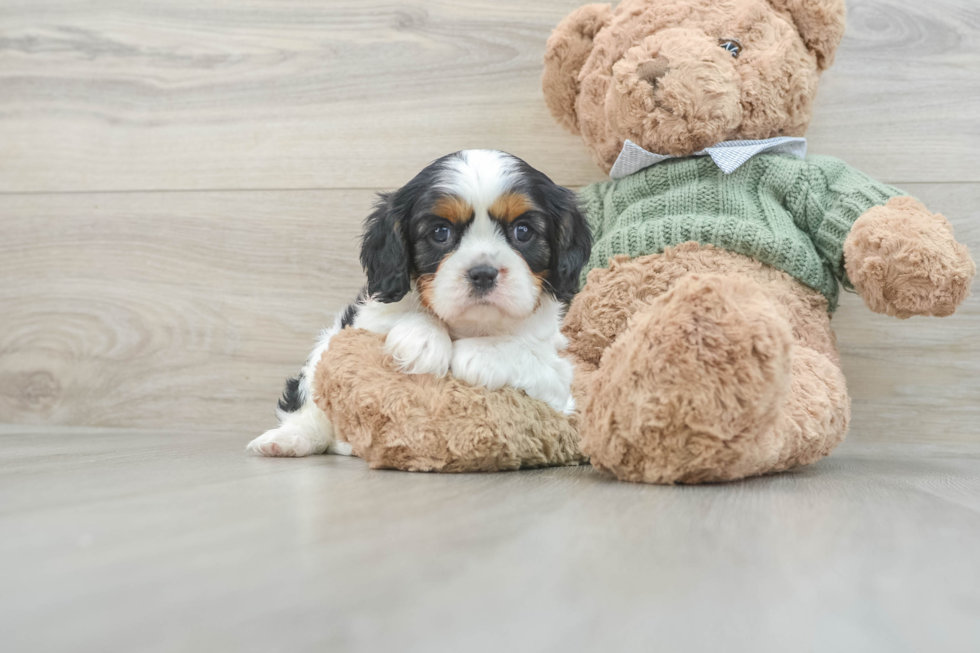 Best Cavalier King Charles Spaniel Baby