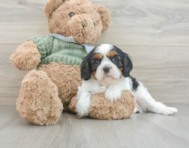 6 week old Cavalier King Charles Spaniel Puppy For Sale - Florida Fur Babies