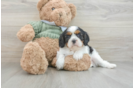 Petite Cavalier Purebred Puppy