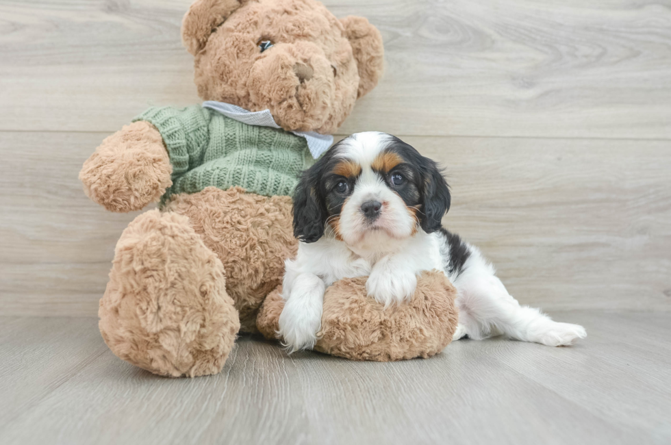 6 week old Cavalier King Charles Spaniel Puppy For Sale - Florida Fur Babies